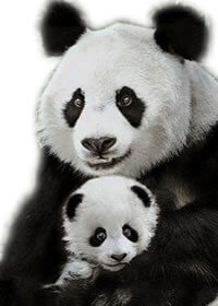 Google's Breeding Pandas!